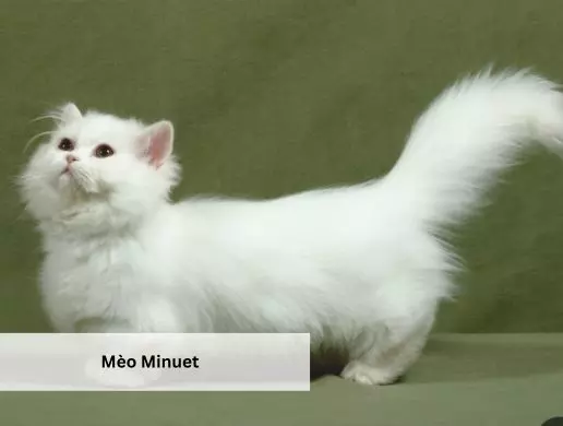 Mèo Minuet