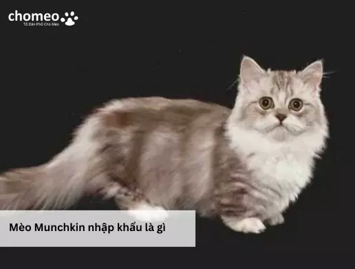 Mèo Muchkin nhập khẩu là gì
