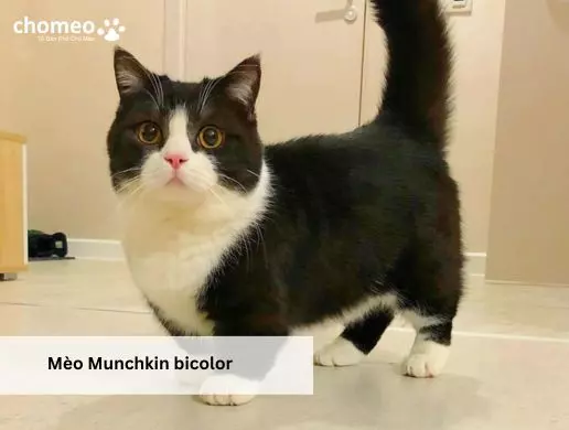 Mèo Munchkin bicolor