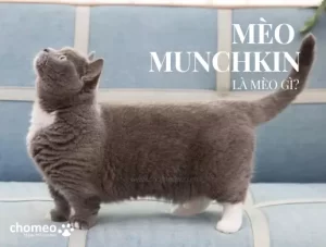 Mèo Munchkin là mèo gì