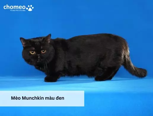 Mèo Munchkin màu đen