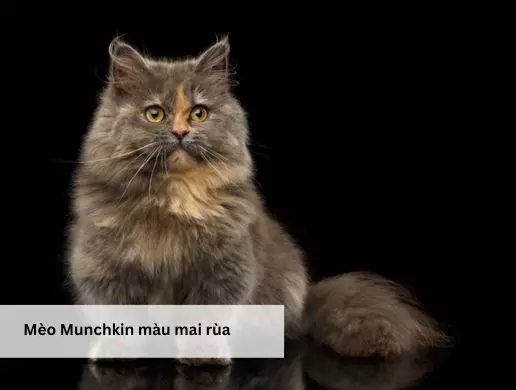 Mèo Munchkin màu mai rùa