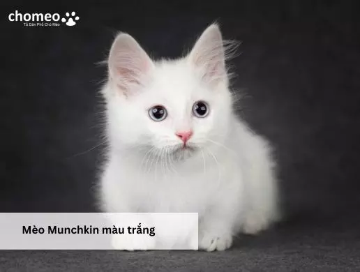 Mèo Munchkin màu trắng