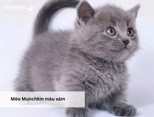 Mèo Munchkin màu xám
