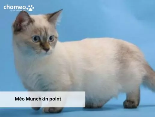 Mèo Munchkin point