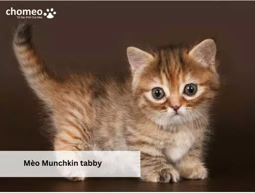 Mèo Munchkin tabby