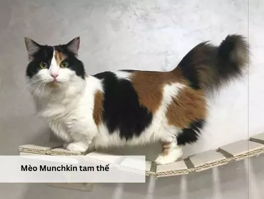 Mèo Munchkin tam thể