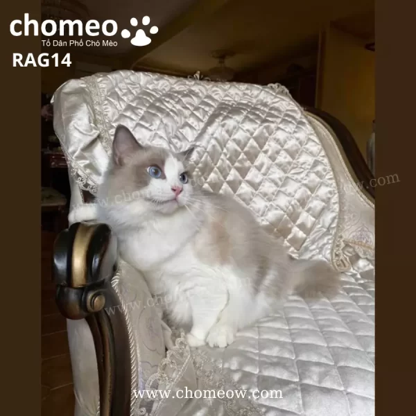Mèo Ragdoll Mắt Xanh Đực RAG14