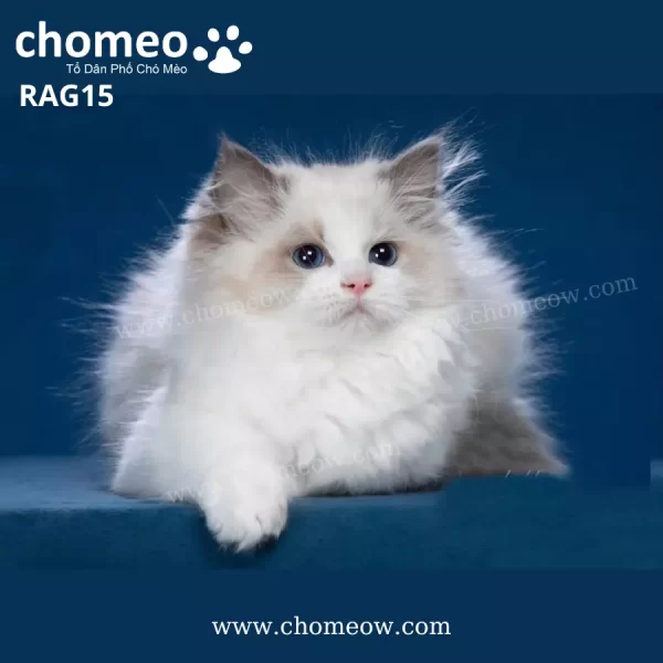 Mèo Ragdoll Nhập Nga Cái RAG15