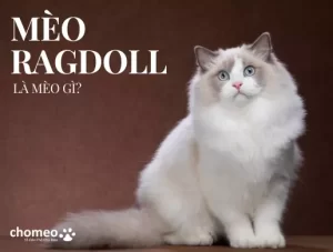 Mèo Ragdoll là mèo gì