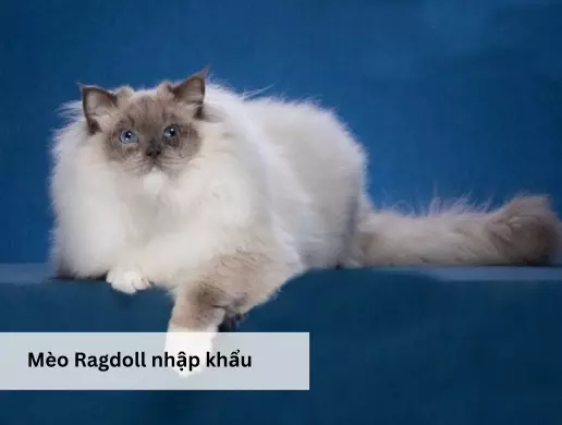 Mèo Ragdoll nhập khẩu