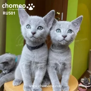 Mèo Rusian Blue Cái RUS01