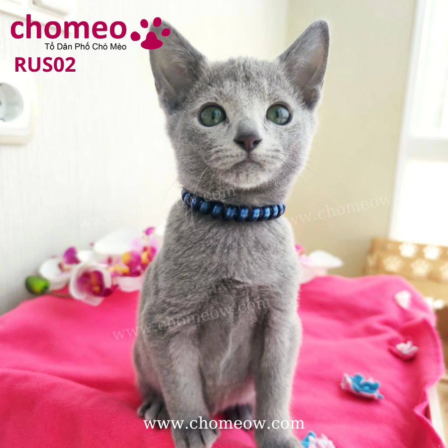 Mèo Rusian Blue Đực RUS02 (4)