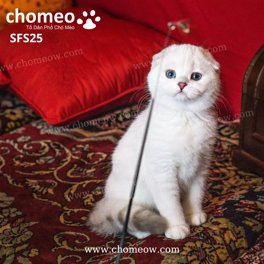 Mèo Silver Tai Cụp Ns1133 Đực SFS25 (2)