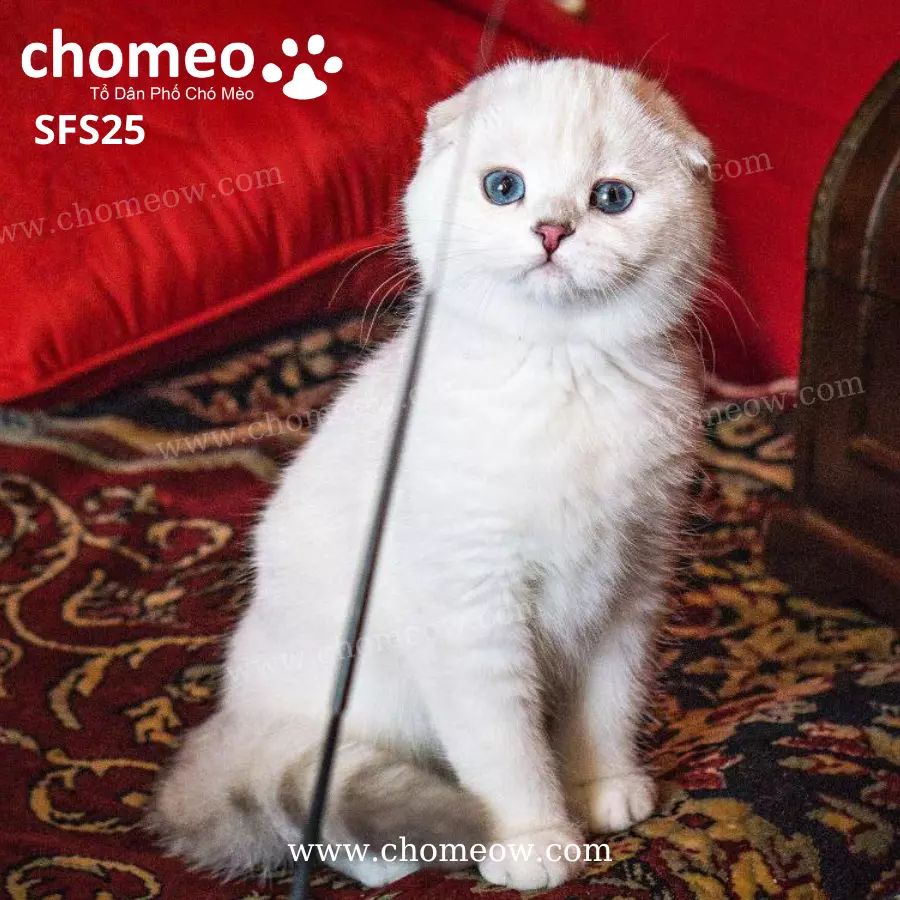 Mèo Silver Tai Cụp Ns1133 Đực SFS25 (3)