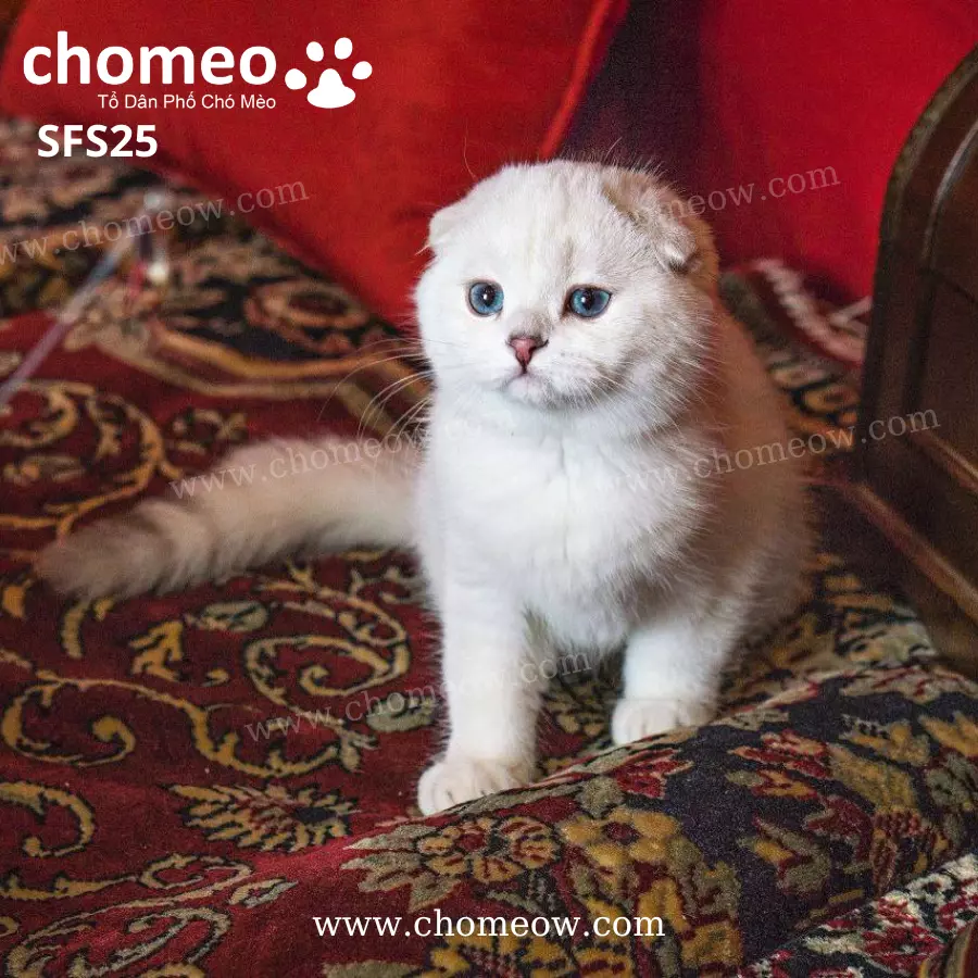 Mèo Silver Tai Cụp Ns1133 Đực SFS25