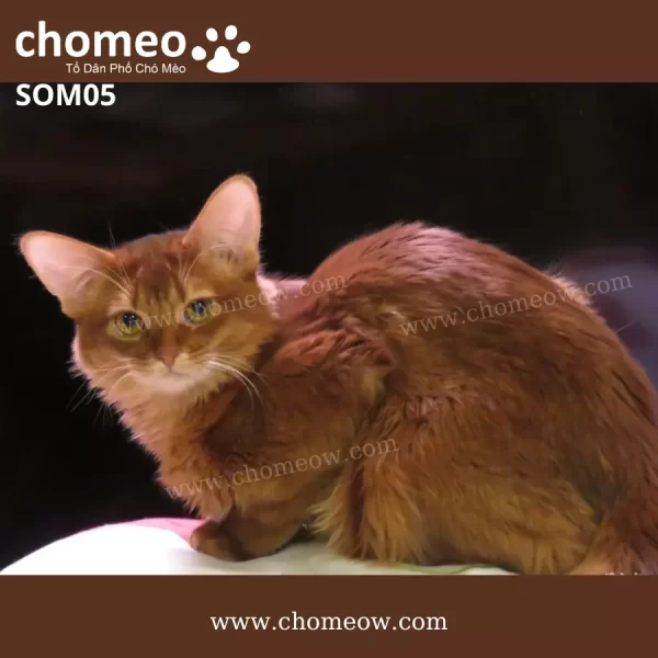 Mèo Somali Ruddy Đực SOM05