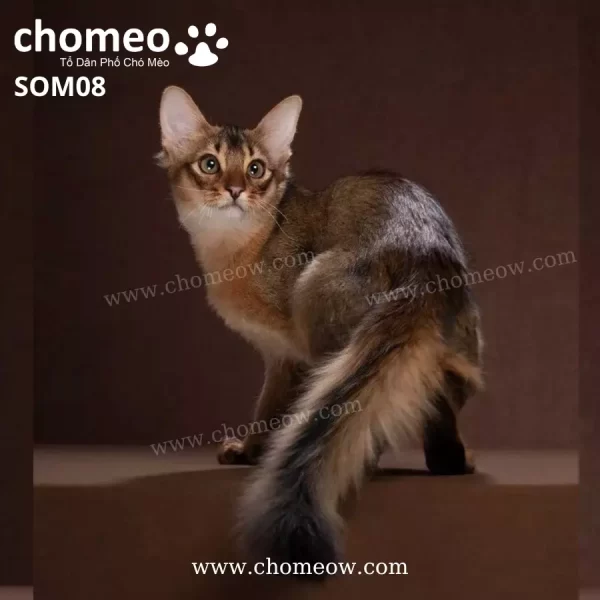 Mèo Somali Ruddy Đực SOM08