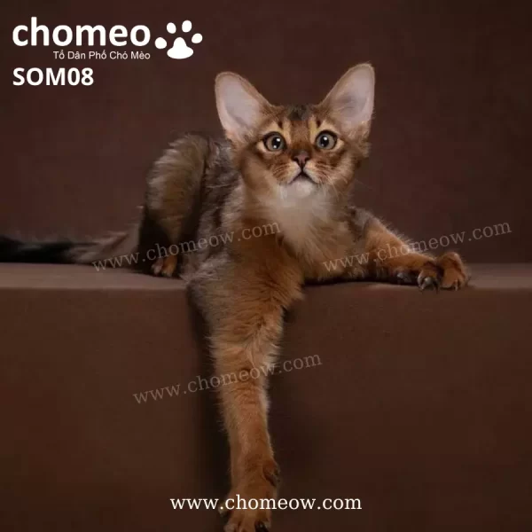Mèo Somali Ruddy Đực SOM08