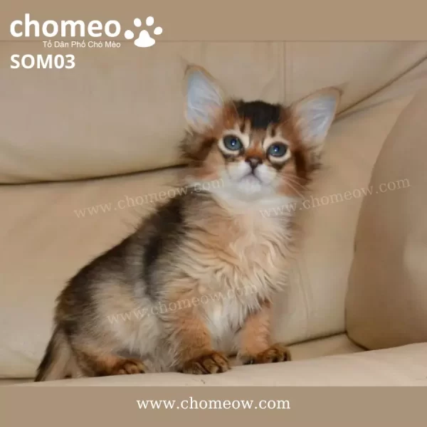 Mèo Somali Silver Cái SOM03