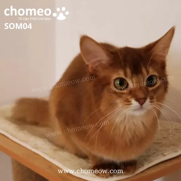 Mèo Somali Sorrel Cái SOM04