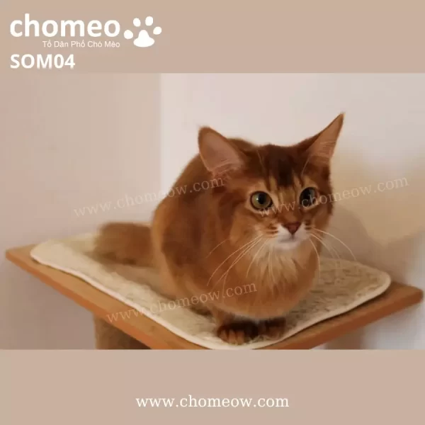 Mèo Somali Sorrel Cái SOM04