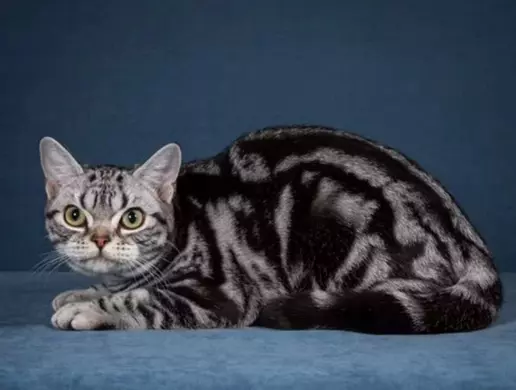 Mèo Vằn Đen silver tabby
