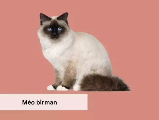 Mèo birman