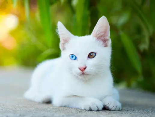 Mèo trắng lông ngắn màu trắng