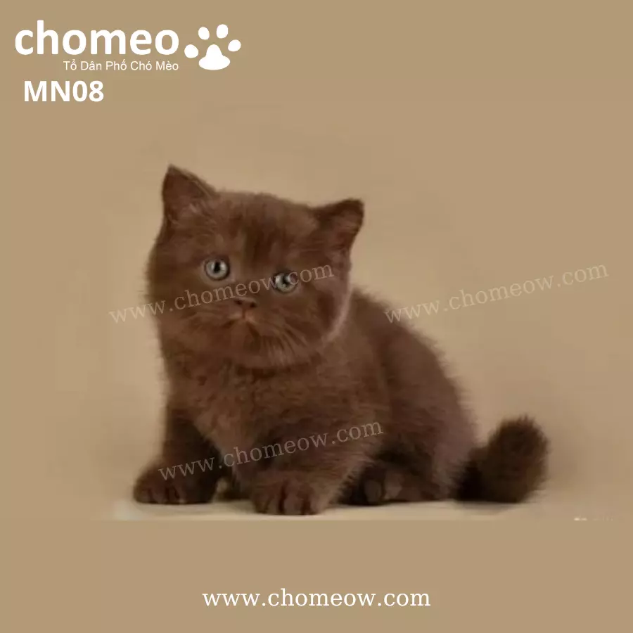 Munchkin Chocolate Cái MN08