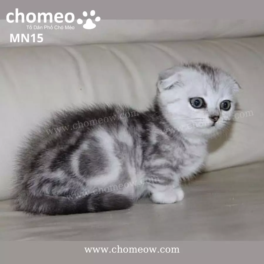 Munchkin Silver Tabby Tai Cụp Cái MN15