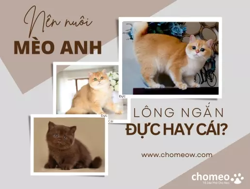 Nên nuôi mèo Anh lông ngắn đực hay cái