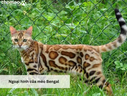 Ngoại hình của mèo Bengal