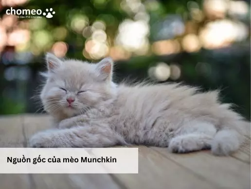 Nguồn gốc của mèo Munchkin