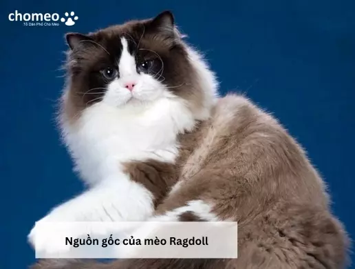 Nguồn gốc của mèo Ragdoll