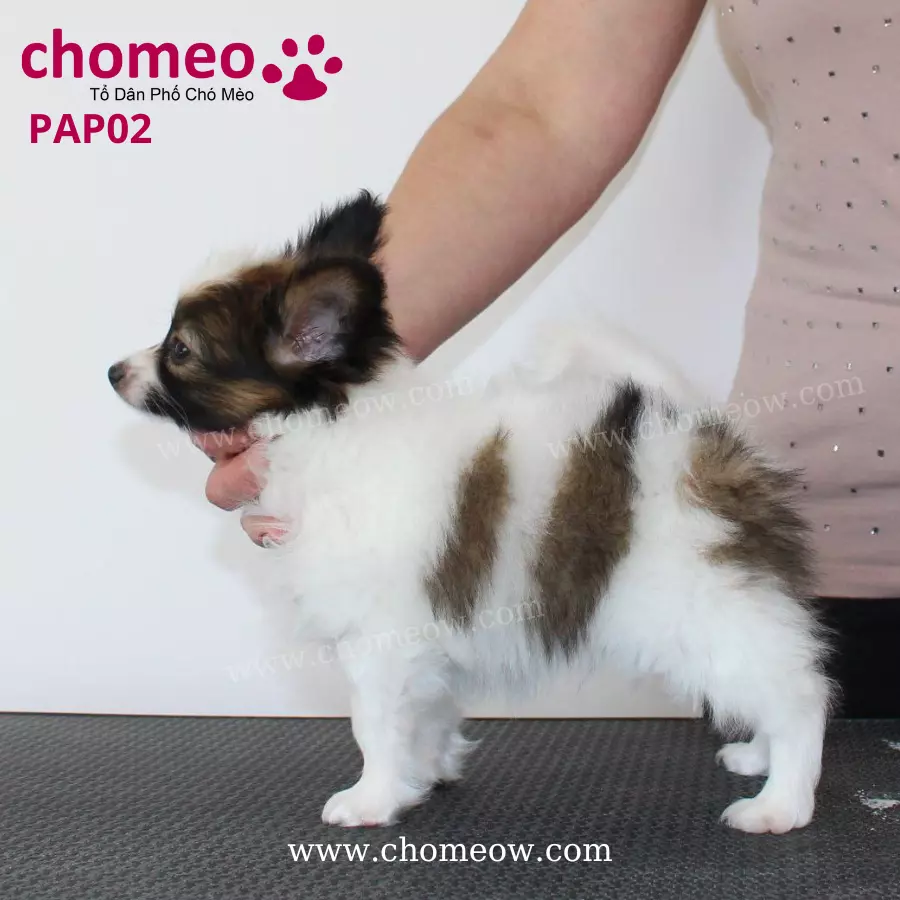 Papillon Nâu Trắng Đực PAP02