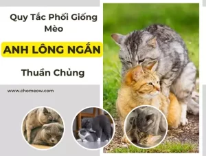 Quy tắc phối giống mèo anh lông ngắn thuần chủng