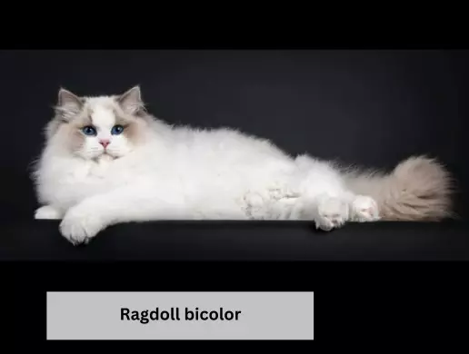 Ragdoll bicolor