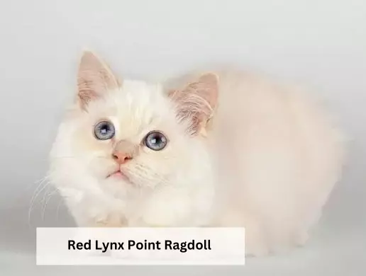 Red Lynx Point Ragdoll