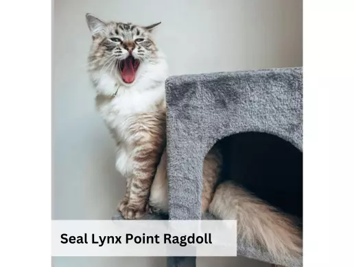 Seal Lynx Point Ragdoll