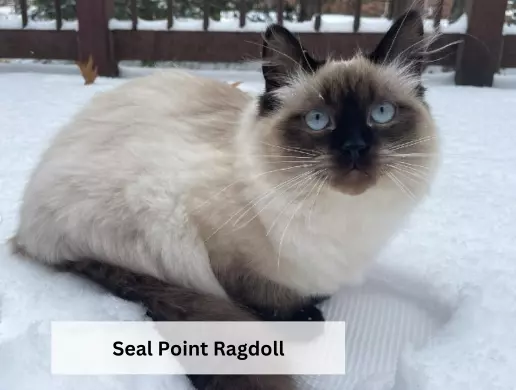 Seal Point Ragdoll
