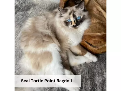 Seal Tortie Point Ragdoll