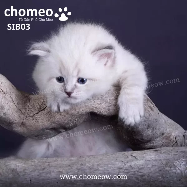Mèo Siberian Chinchilla