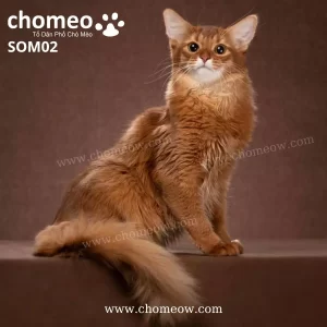 Somali Cinnamon Cái SOM02