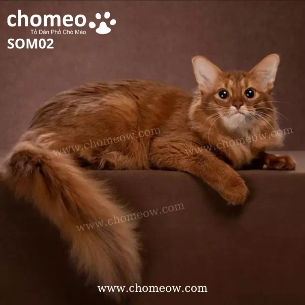 Somali Cinnamon Cái SOM02