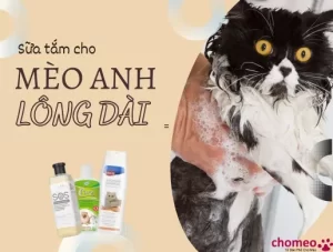 Sữa tắm cho mèo Anh lông dài