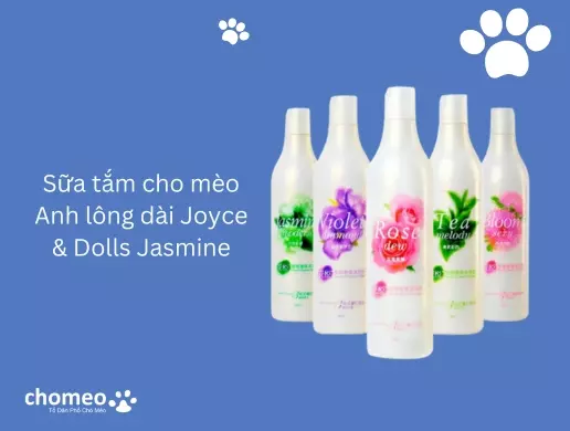 Sữa tắm cho mèo Anh lông dài Joyce & Dolls Jasmine