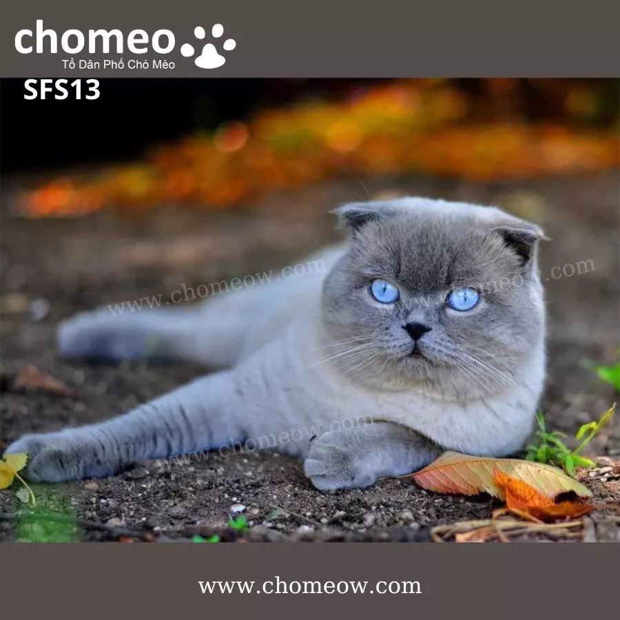 Tai Cụp Blue Point Đực SFS13