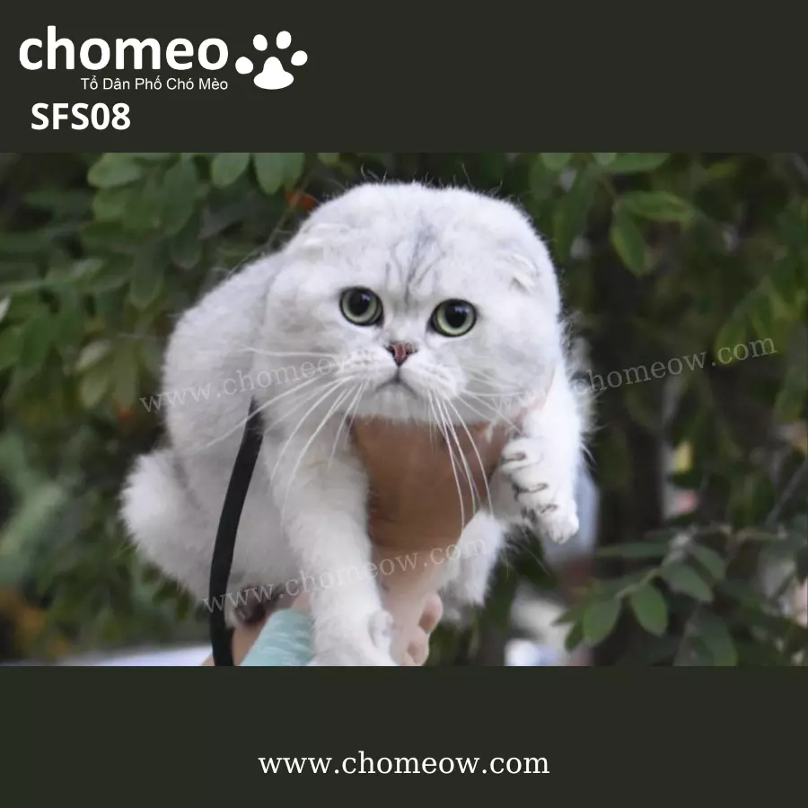 Tai Cụp Silver Ns12 Đực SFS08