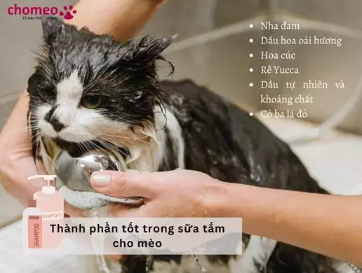 Thành phần tốt trong sữa tắm cho mèo